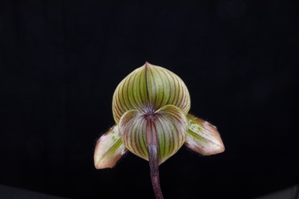 Paphiopedilum Hawaiian Peacock Que AM/AOS 82 pts. Reverse